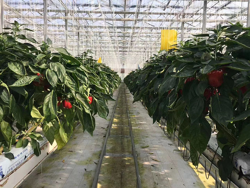 無(wú)土栽培溫室